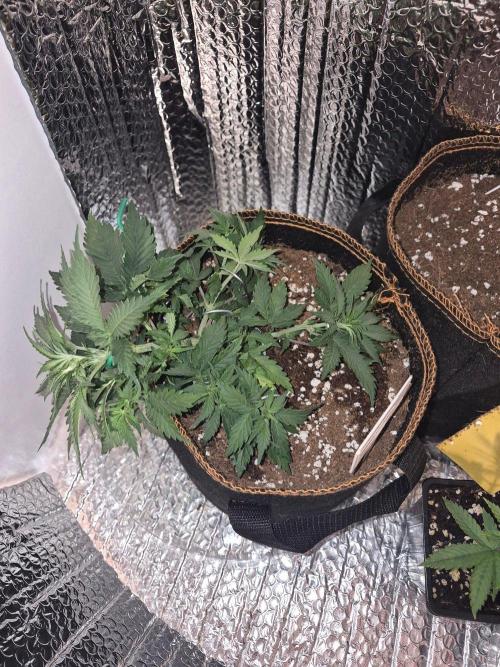 Twisted Genetics. Week 5