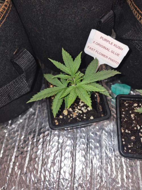 Twisted Genetics. Week 4
