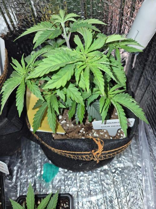Sour Diesel. Week 5