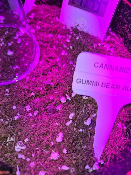 Cannabiz Seeds. Week 0