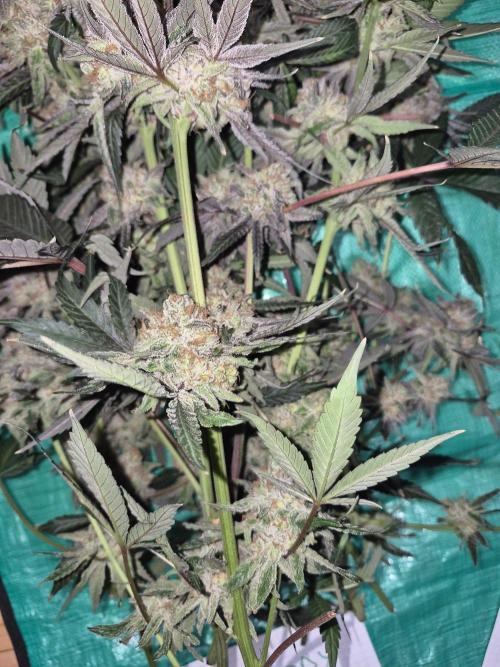 Granddaddy Purple #2. Week 18