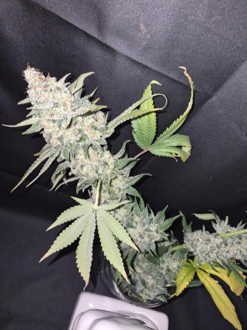 Granddaddy Purple #2. Week 18