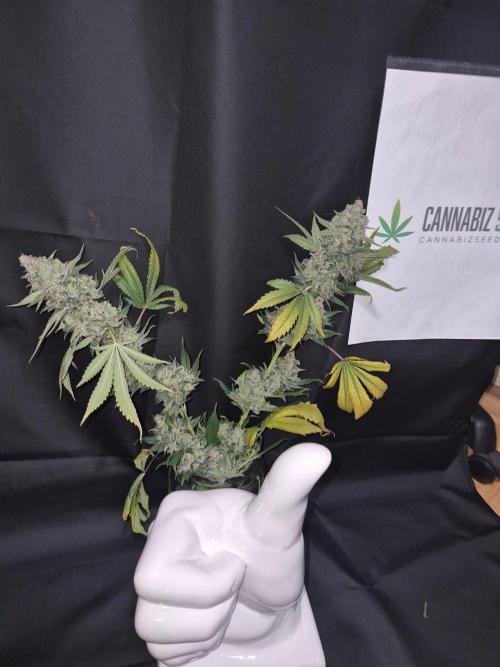 Granddaddy Purple #2. Week 18