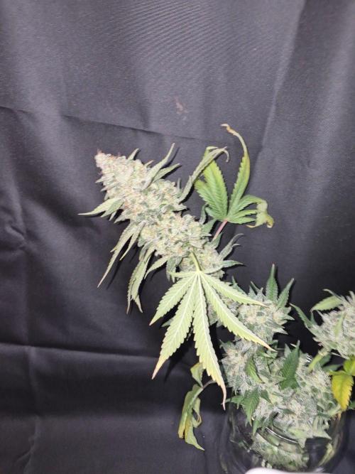 Granddaddy Purple #2. Week 18