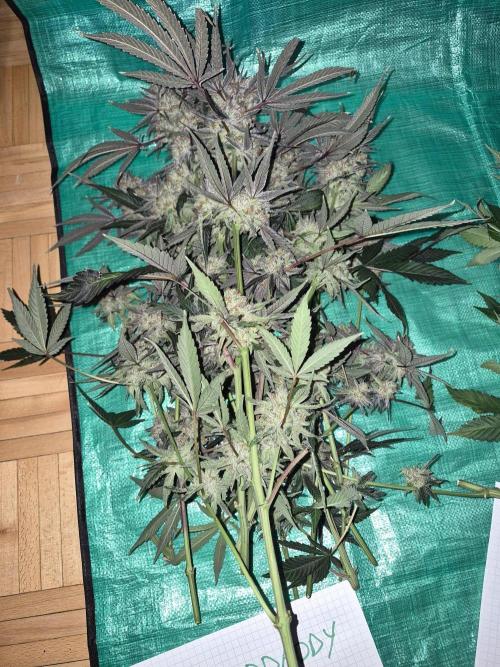 Granddaddy Purple #2. Week 18