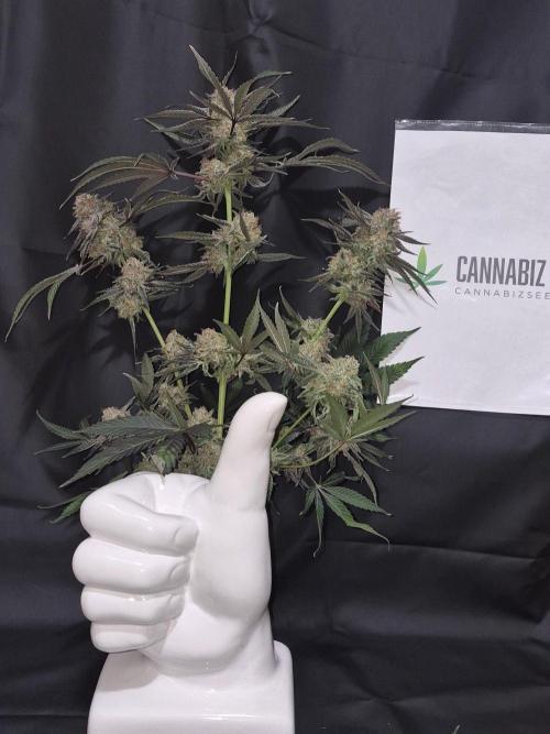 Granddaddy Purple #2. Week 18