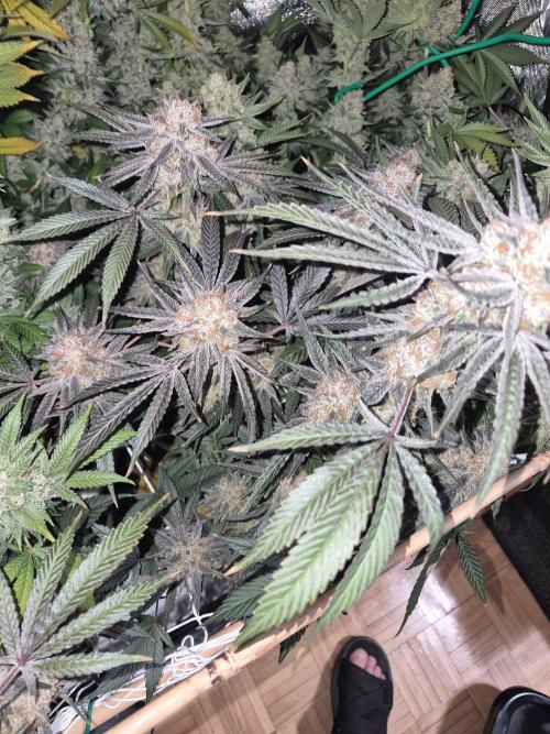 Granddaddy Purple #2. Week 18