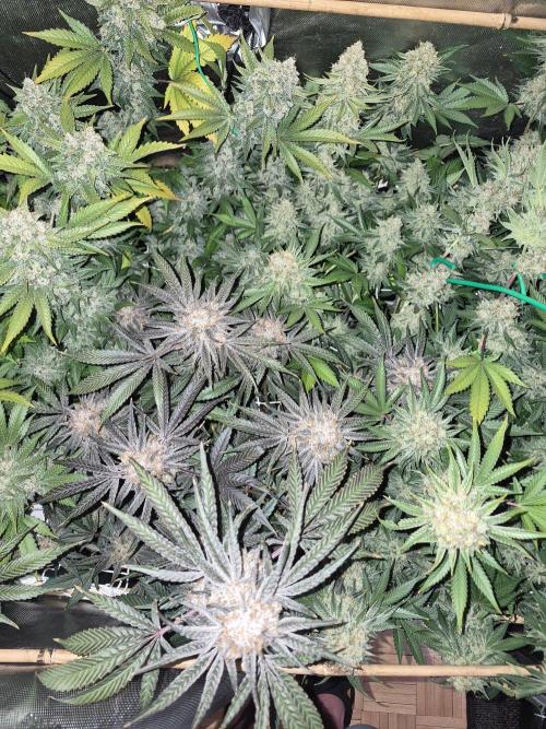 Granddaddy Purple #2. Week 18