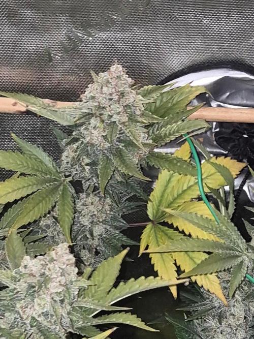 Cannabiz Seeds bruce banner #1. Week 18