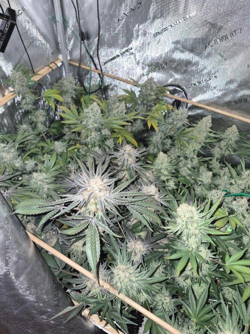 Cannabiz Seeds bruce banner #1. Week 18