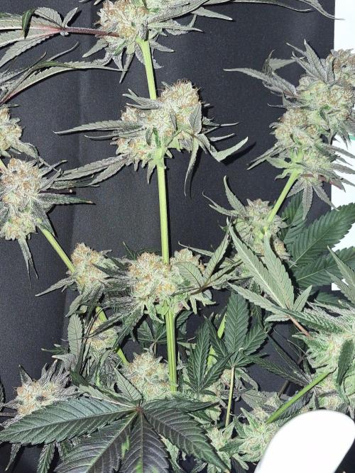 Cannabiz Seeds bruce banner #1. Week 18
