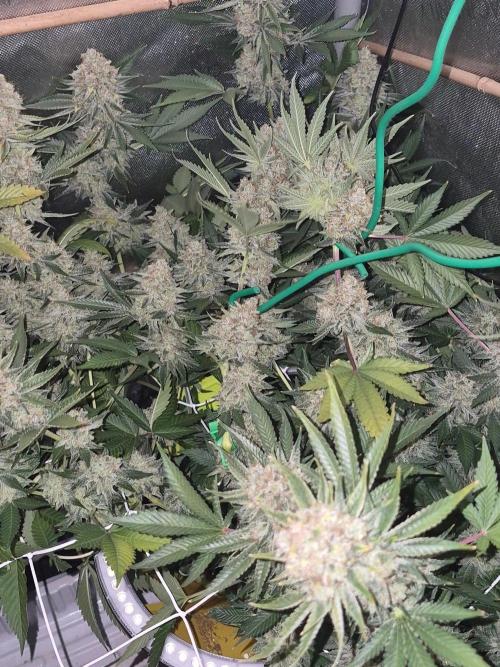 Cannabiz Seeds bruce banner #1. Week 18