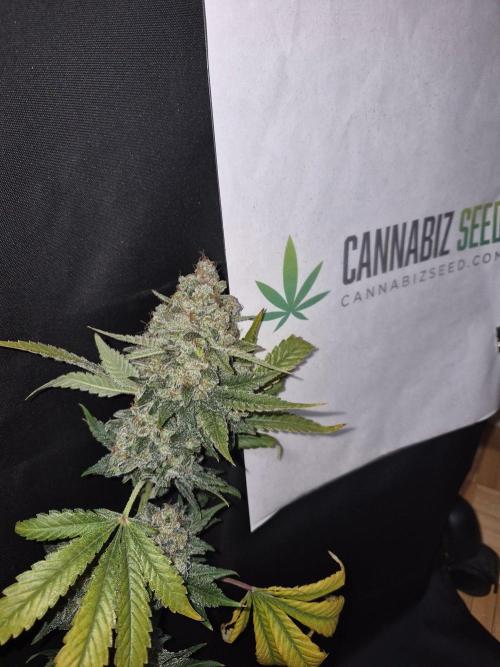 Cannabiz Seeds bruce banner #1. Week 18