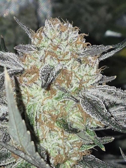 Cannabiz Seeds bruce banner #2. Week 18