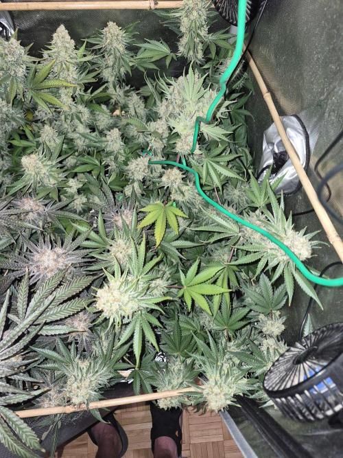 Cannabiz Seeds bruce banner #2. Week 18