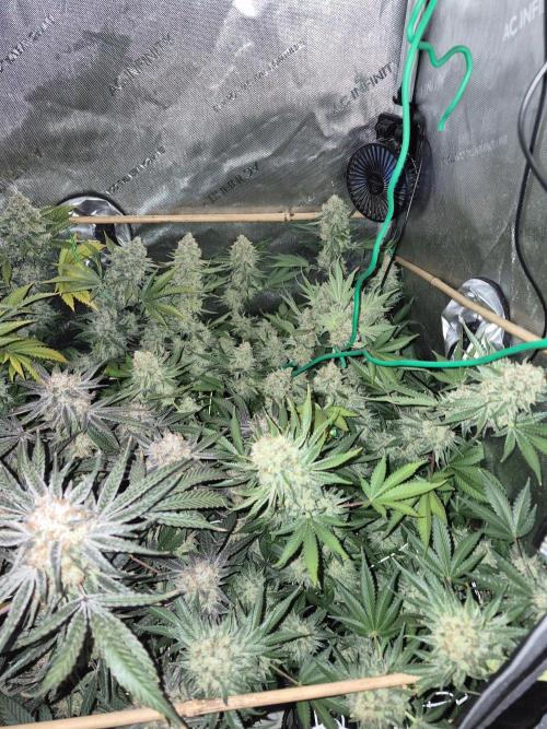 Cannabiz Seeds bruce banner #2. Week 18