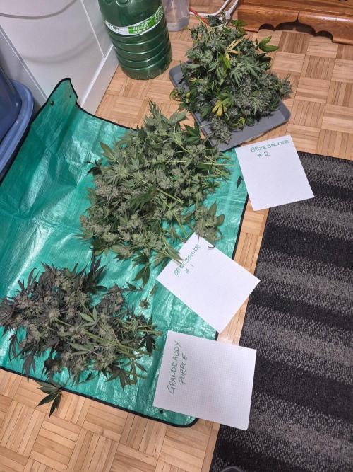 Cannabiz Seeds bruce banner #2. Week 18