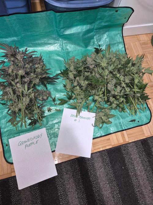 Cannabiz Seeds bruce banner #2. Week 18