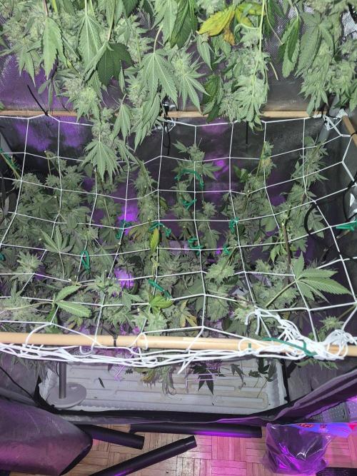 Bruce Banner. Week 18