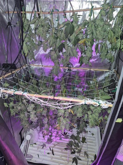 Cannabiz Seeds bruce banner #1. Week 18