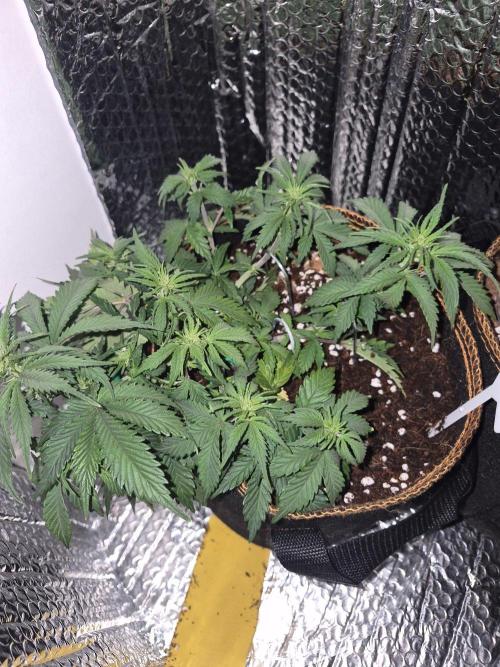 Twisted Genetics. Week 6