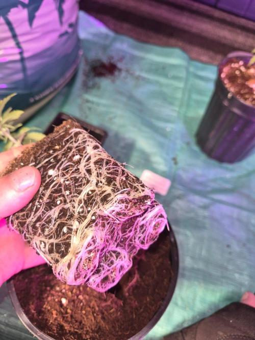 Twisted Genetics. Week 5