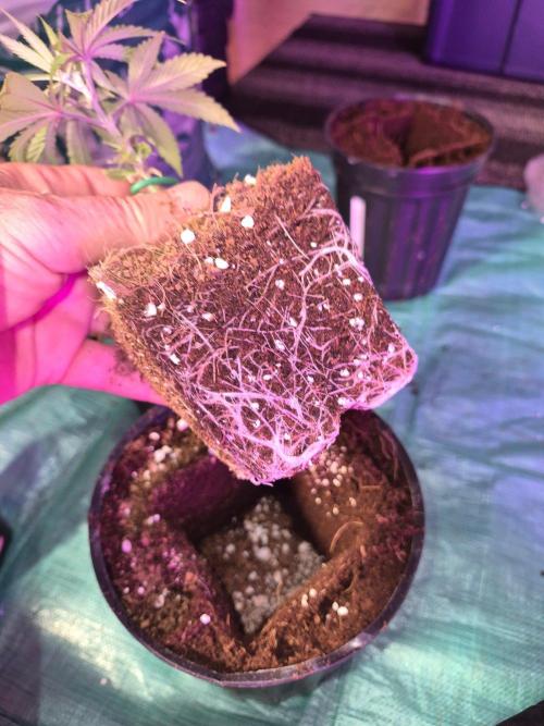 Twisted Genetics. Week 5
