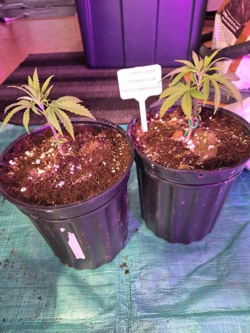 Twisted Genetics. Week 5