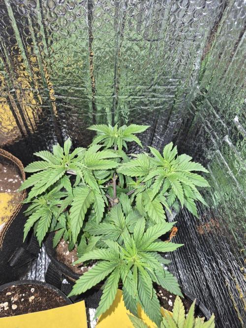 Sour Diesel. Week 6