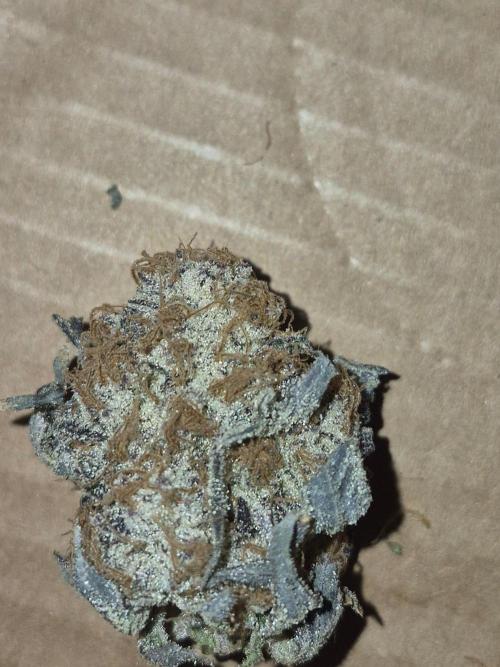 Cannabiz Seeds bruce banner #1. Week 18
