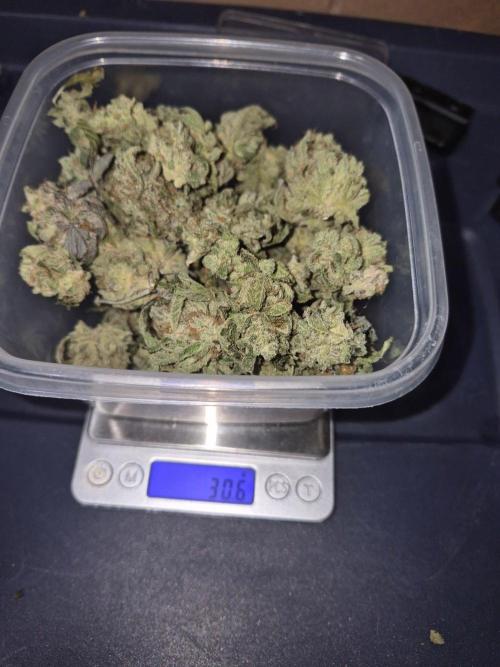 Cannabiz Seeds bruce banner #1. Week 18
