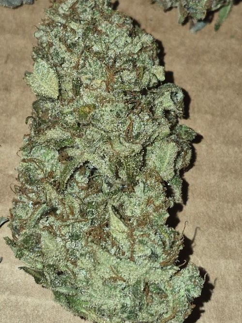 Cannabiz Seeds bruce banner #1. Week 18