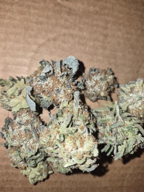 Cannabiz Seeds bruce banner #1. Week 18