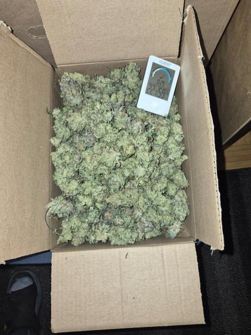 Cannabiz Seeds bruce banner #1. Week 18