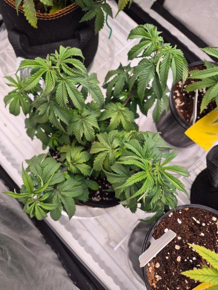 Cannabiz Seeds. Week 7
