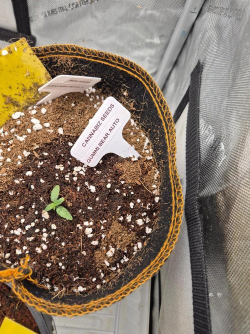 Gummi Bear . Week 1