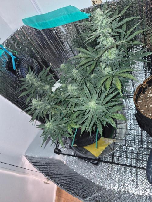 Twisted Genetics. Week 8