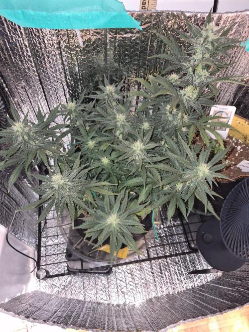 Twisted Genetics. Week 8