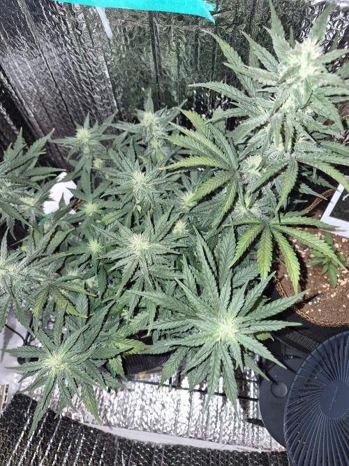 Twisted Genetics. Week 8