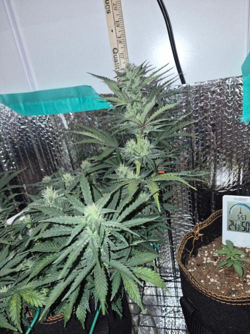 Twisted Genetics. Week 8