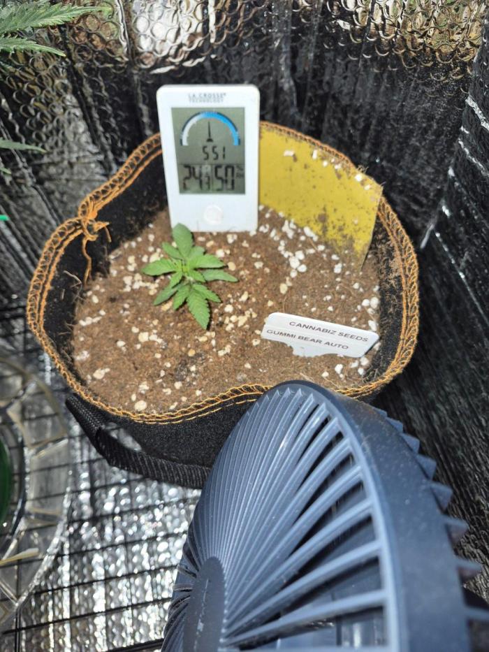 Cannabiz Seeds. Week 2