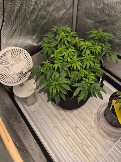 Cannabiz Seeds. Week 8