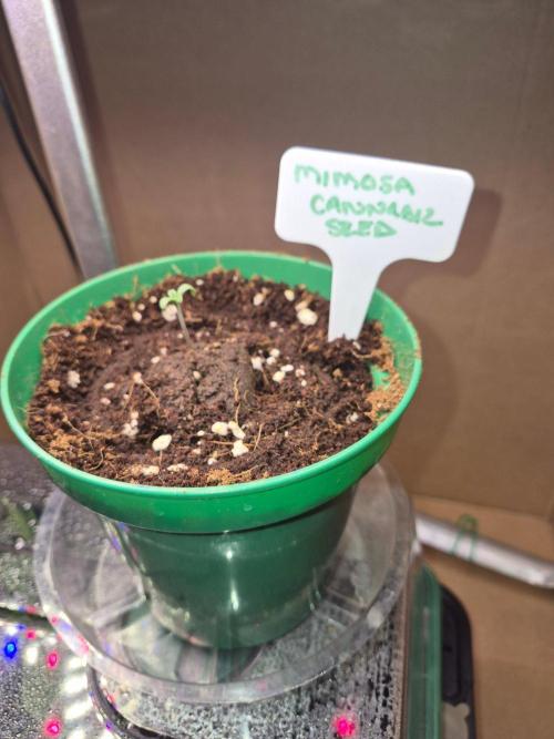Mimosa. Week 0