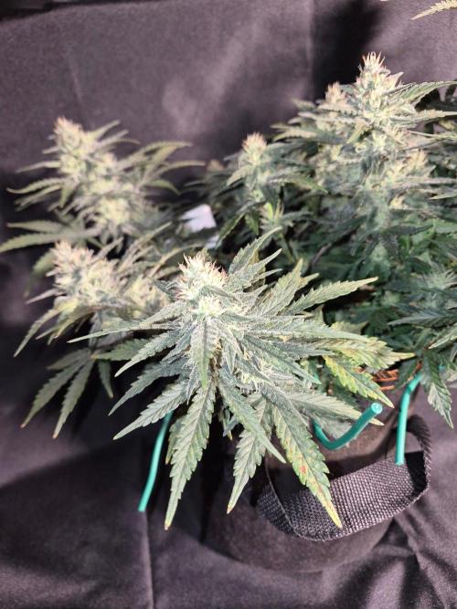 Twisted Genetics. Week 9