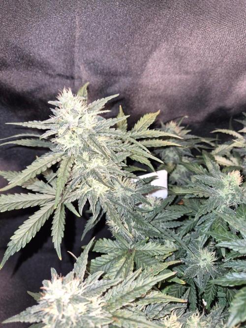Twisted Genetics. Week 9