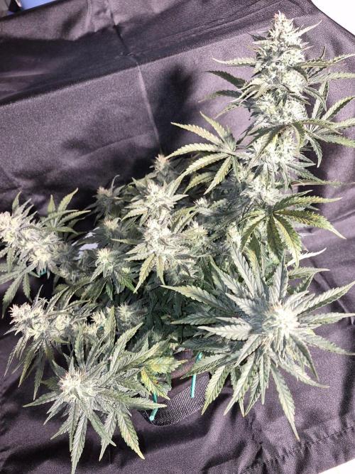 Twisted Genetics. Week 9