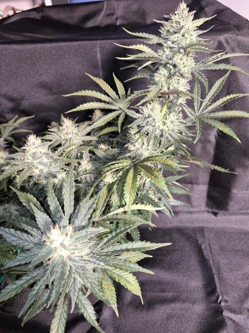 Twisted Genetics. Week 9