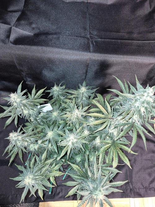 Twisted Genetics. Week 9