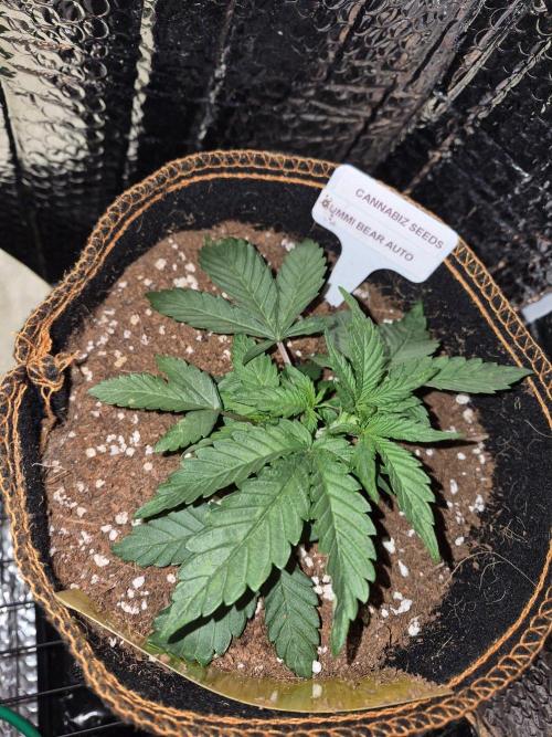 Cannabiz Seeds. Week 3