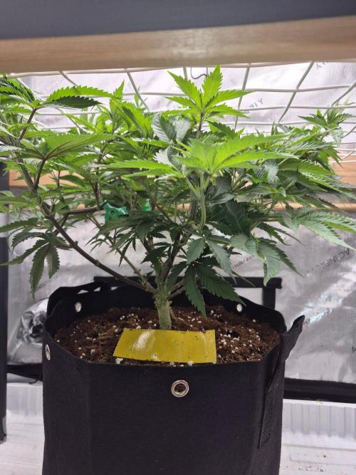 Cannabiz Seeds. Week 9